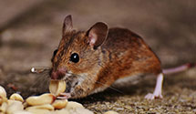 24 Hour & Emergency Exterminators in Robesonia, PA